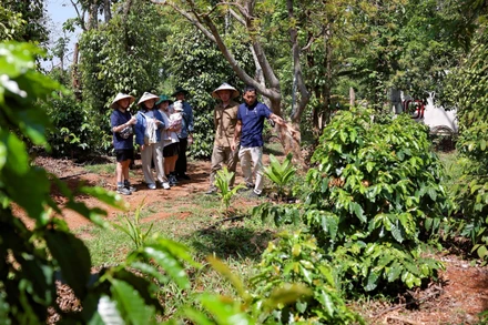 Phát triển du lịch nông nghiệp xanh, bền vững với nông trại cà-phê đang là điểm đến hấp dẫn du khách trong và ngoài nước. Ảnh: (Thanh Tùng - TTXVN)