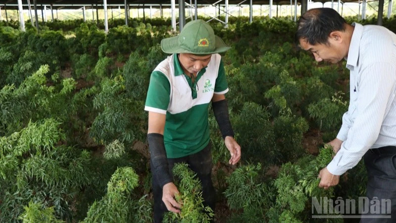 Vườn dược liệu đinh lăng tại Công ty cổ phần Thảo dược liên kết Việt Nam, xã Ninh Sơn, tỉnh Khánh Hòa, nơi cung cấp giống, hướng dẫn kỹ thuật chăm sóc cho nông dân các xã Bác Ái, Bác Ái Tây, Anh Dũng... nhân rộng diện tích dưới tán cây điều, cây trôm, nâng cao thu nhập. (Ảnh: NGUYỄN TRUNG)