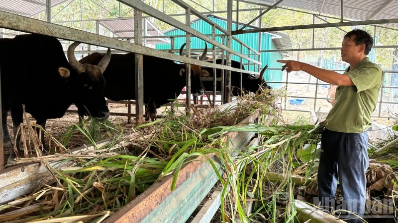 Cán bộ Vườn quốc gia Núi Chúa - Phước Bình, xã Bác Ái Tây (tỉnh Khánh Hòa) từng ngày quan sát, chăm chút từng động thái của mỗi cá thể bò tót lai để gìn giữ nguồn gen quý cho tương lai. (Ảnh: NGUYỄN TRUNG)