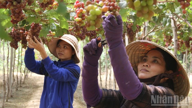 Nông dân bám vườn để chăm sóc từng chùm nho đang vào độ chín. (Ảnh: NGUYỄN TRUNG)