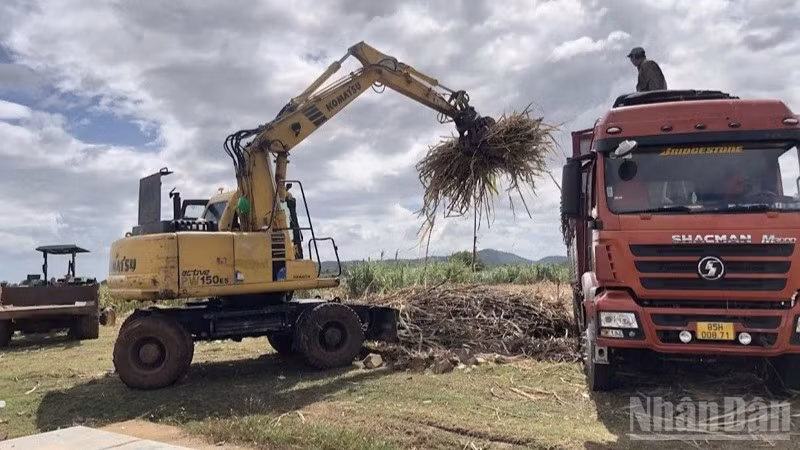 Công ty Cổ phần Đường Biên Hòa – Phan Rang (tỉnh Khánh Hòa) bao tiêu giá thu mua mía nguyên liệu với giá 1 triệu đồng/tấn mía đạt 10 CCS tại ruộng. Mô hình liên kết giữa doanh nghiệp và nông dân ngày càng chặt chẽ, ổn định lợi nhuận, nên nông dân rất phấn khởi, an tâm sản xuất. (Ảnh: NGUYỄN TRUNG) 