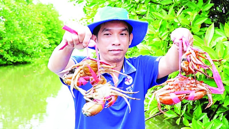 Nông dân vùng mặn xã Năm Căn, tỉnh Cà Mau thu hoạch cua để kịp phục vụ thị trường Tết Nguyên đán 2026.