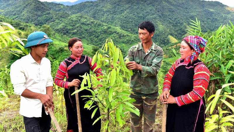Người dân bản Pha Bu, xã Pa Ủ chăm sóc cây quế .