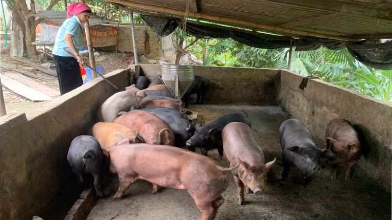 Mô hình nuôi lợn bản địa tập trung đem lại hiệu quả kinh tế cho bà con nhân dân xã Lê Lợi.