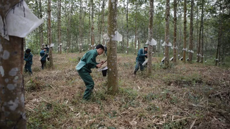 Công nhân Công ty cổ phần Cao-su Lai Châu 2 khai thác mủ.