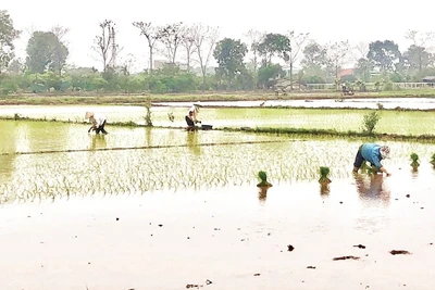 Nông dân xã Phùng Nguyên, tỉnh Phú Thọ xuống đồng gieo cấy lúa đông xuân.