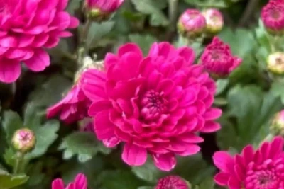 [Video] Chợ hoa Hàng Lược: Sắc Tết truyền thống giữa lòng Hà Nội