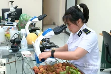 Cán bộ Kiểm dịch thực vật Tân Thanh đang lấy mẫu mặt hàng vải thiều.