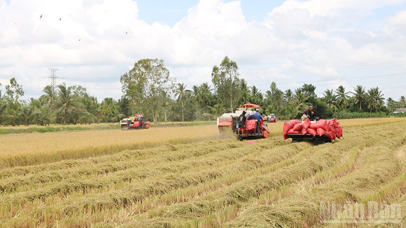 Thu hoạch lúa chất lượng cao, phát thải thấp tại xã Châu Thành, tỉnh Vĩnh Long.