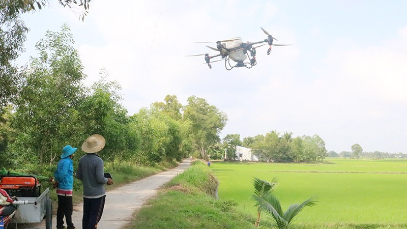 Nông dân xã Long Hiệp sử dụng thiết bị không người lái bón phân cho ruộng lúa.