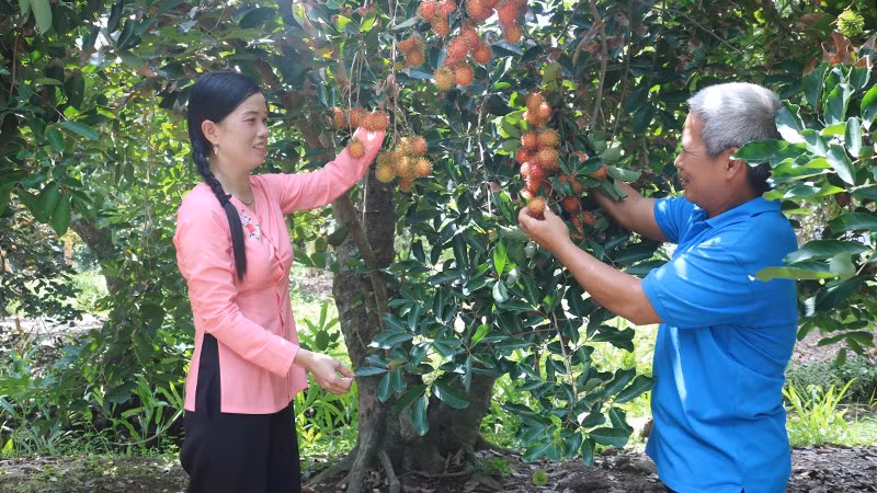 Đặc sản chôm chôm Cù lao Tân Quy, xã An Phú Tân, tỉnh Vĩnh Long.