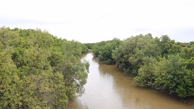 Rừng ngập mặn tại xã đảo Long Thành, tỉnh Vĩnh Long.