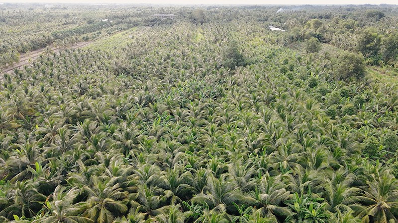 Tỉnh Vĩnh Long có hơn 120.000ha dừa, đứng đầu cả nước về diện tích.