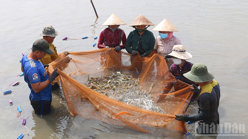 Mô hình nuôi tôm càng xanh toàn đực xã Long Hòa, tỉnh Vĩnh Long đang được khuyến khích nhân rộng.
