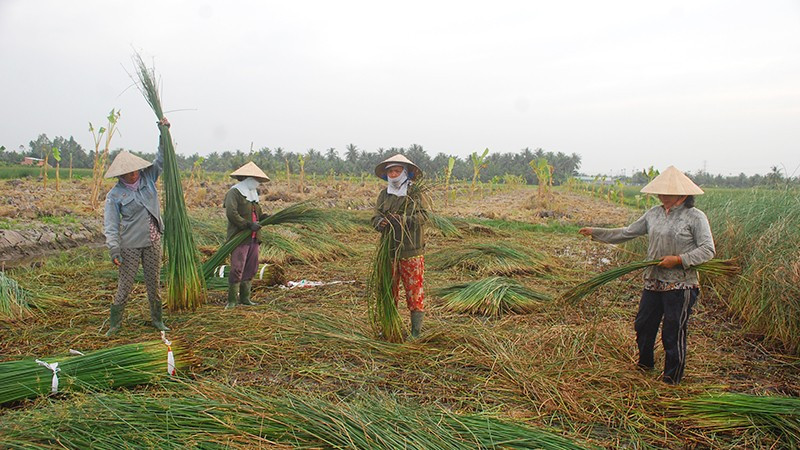 Lác cọng, nguyên liệu cho làng nghề dệt chiếu Cà Hom, Bến Bạ, xã Hàm Giang, tỉnh Vĩnh Long.
