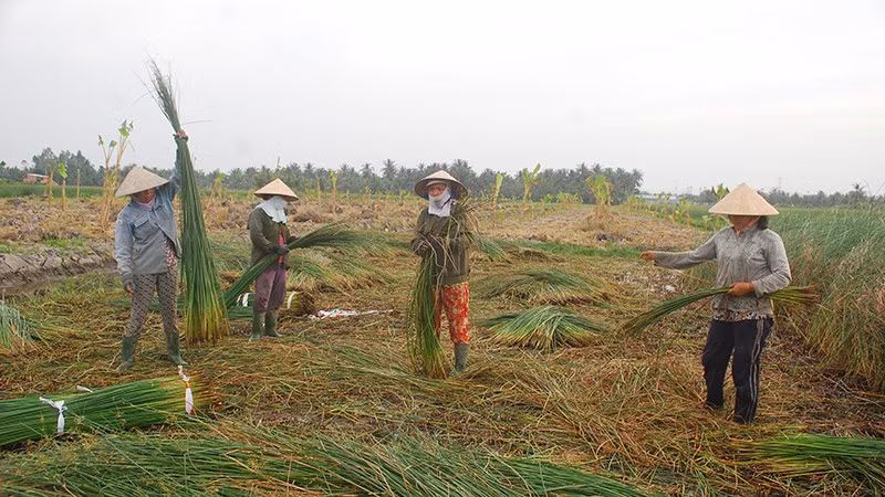 Lác cọng, nguyên liệu cho làng nghề dệt chiếu Cà Hom, Bến Bạ, xã Hàm Giang, tỉnh Vĩnh Long.