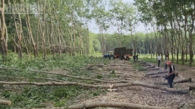 Nhân dân phường Chơn Thành (Đồng Nai) cắt cây nhường đất thực hiện dự án cao tốc.