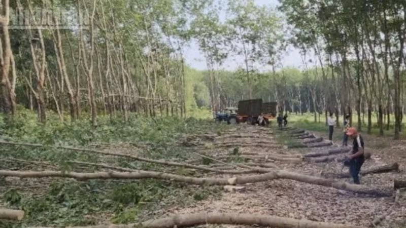 Nhân dân phường Chơn Thành (Đồng Nai) cắt cây nhường đất thực hiện dự án cao tốc.
