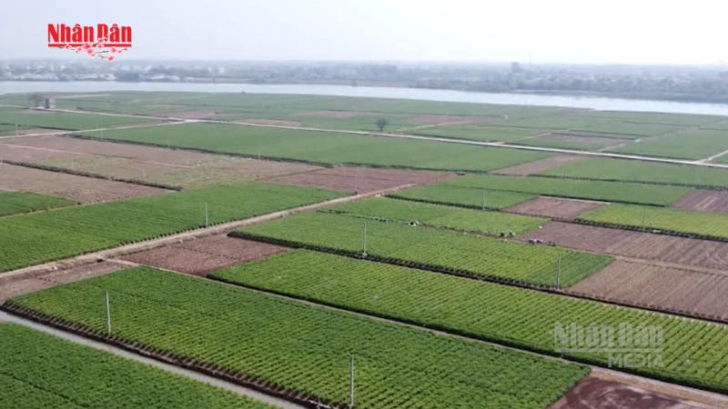 Xuất khẩu nông sản Lạc Quần khởi sắc những ngày đầu năm mới