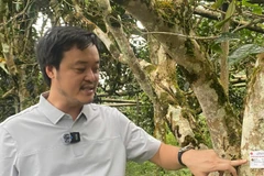 Thẻ chip định danh được gắn lên những cây chè shan tuyết cổ thụ. (Ảnh: TL)