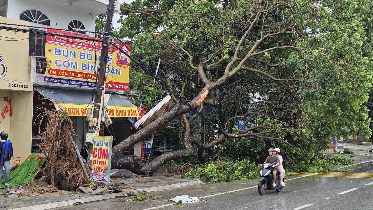 Cây xanh đô thị bên đường Quang Trung, phường Quảng Phú bị bật gốc, đổ thân, đè cáp điện sáng và cáp quang. (Ảnh: MAI LUẬN) z6945895774067-e4807d765fe29aeece266d3c32be8657.jpg