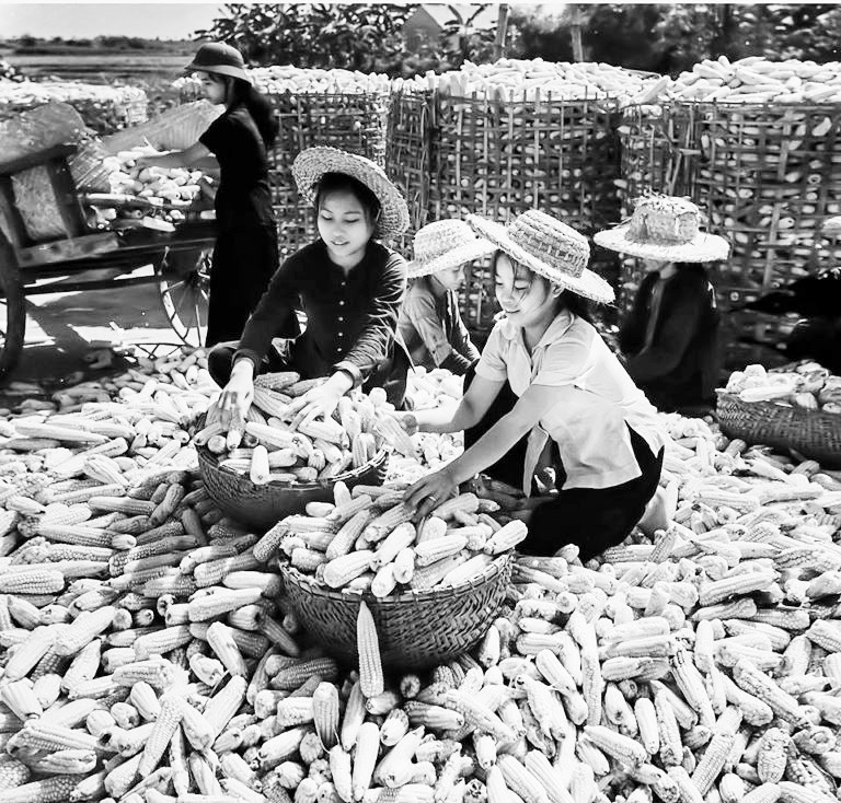 Những vựa ngô ven sông Hồng, sông Đáy trong kháng chiến chống Mỹ, năm 1967. (Ảnh: Mầu Hoàng Thiết) nhung-vua-ngo-ven-song-hong-song-day-trong-khang-chien-chong-my-nam-1967-anh-mau-hoang-thiet.jpg