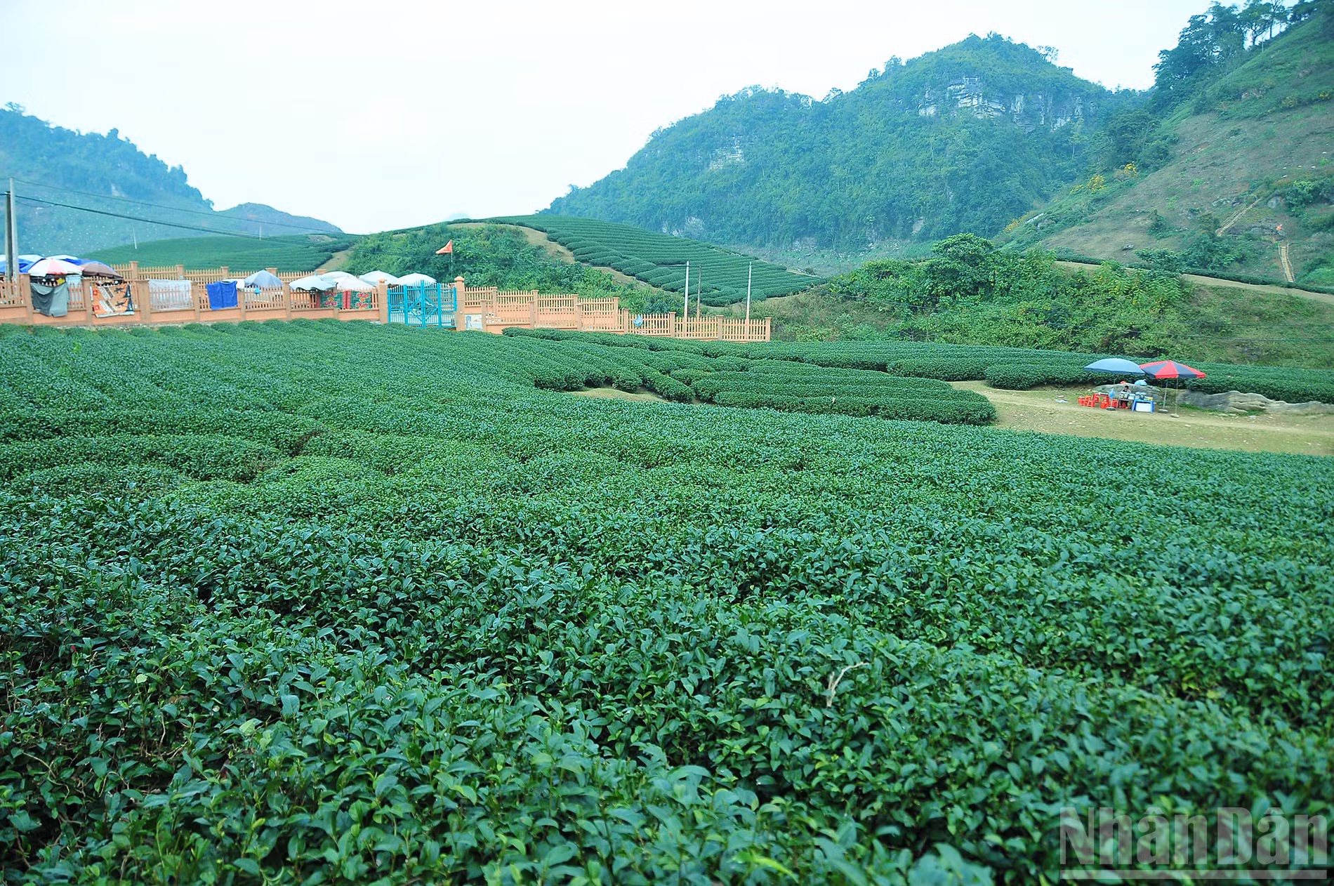 ndo_br_2-sac-xanh-moc-chau.jpg