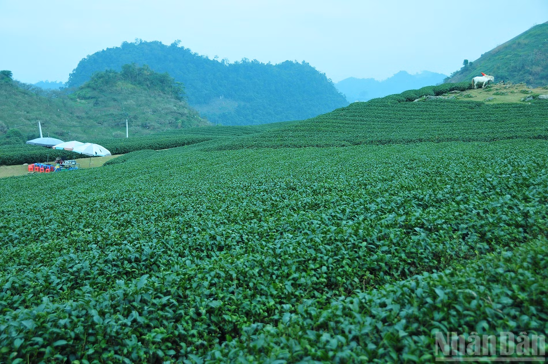 ndo_br_1-sac-xanh-moc-chau.jpg