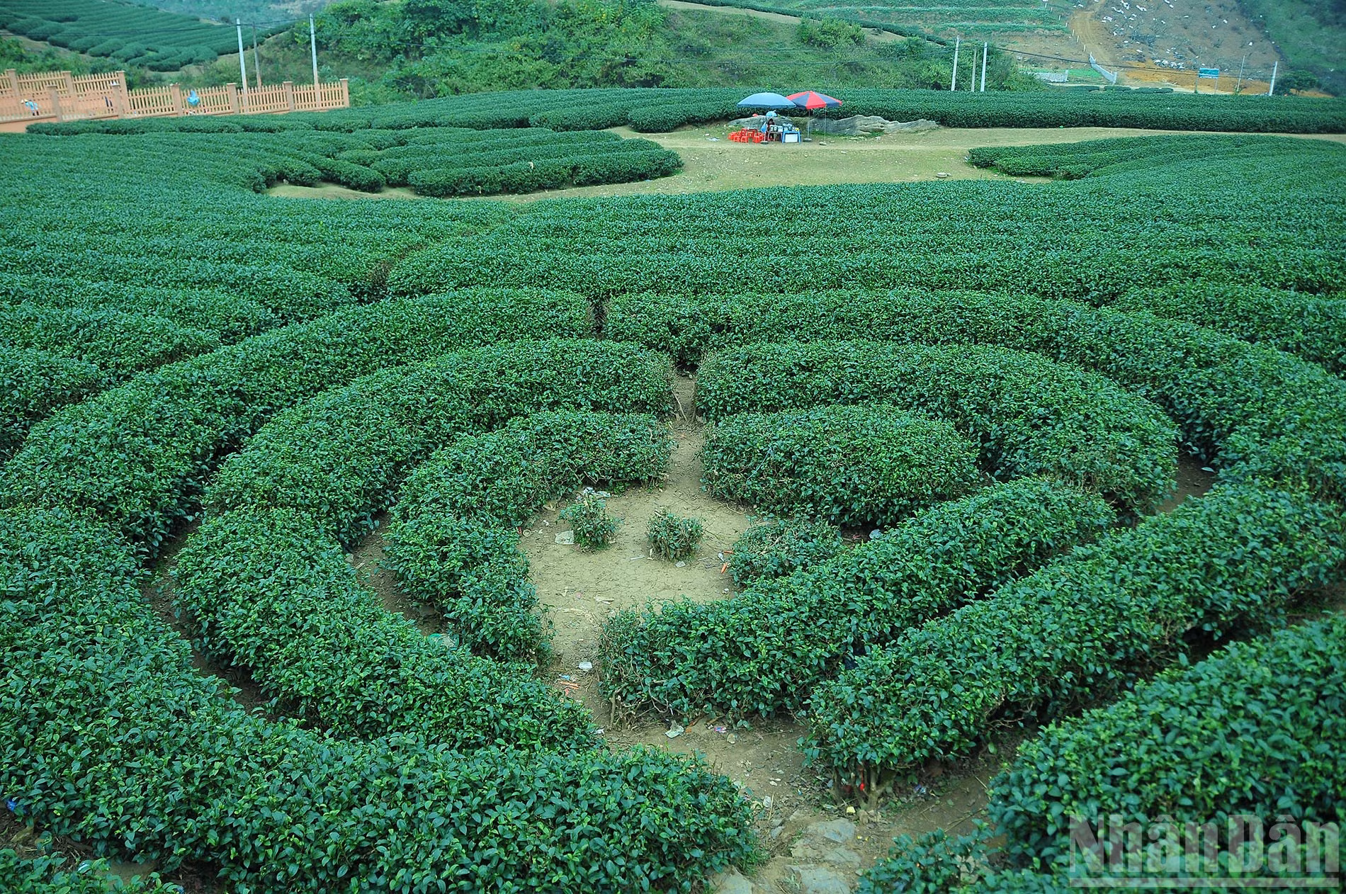 ndo_br_4-sac-xanh-moc-chau.jpg