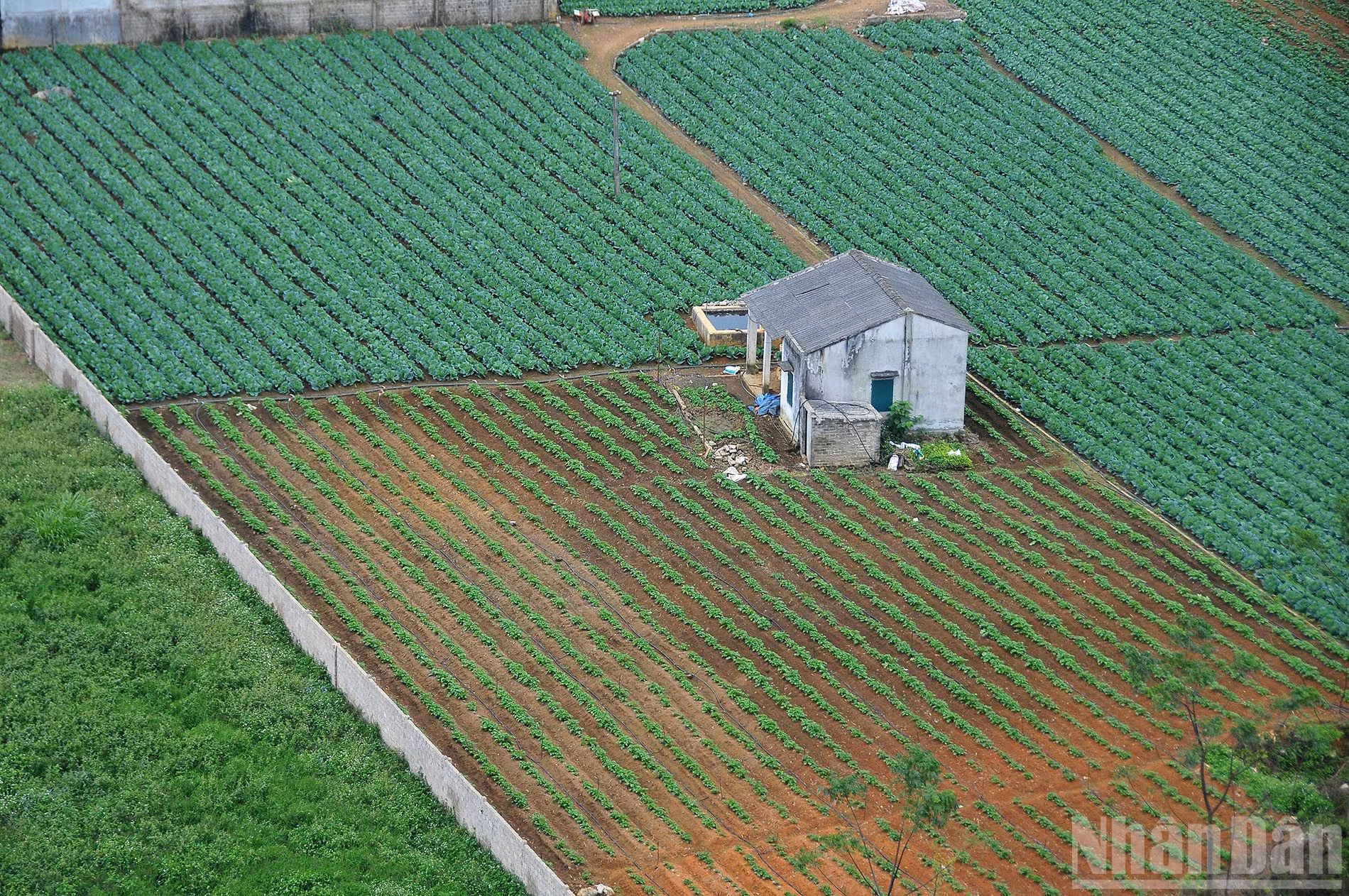 ndo_br_13-sac-xanh-moc-chau.jpg
