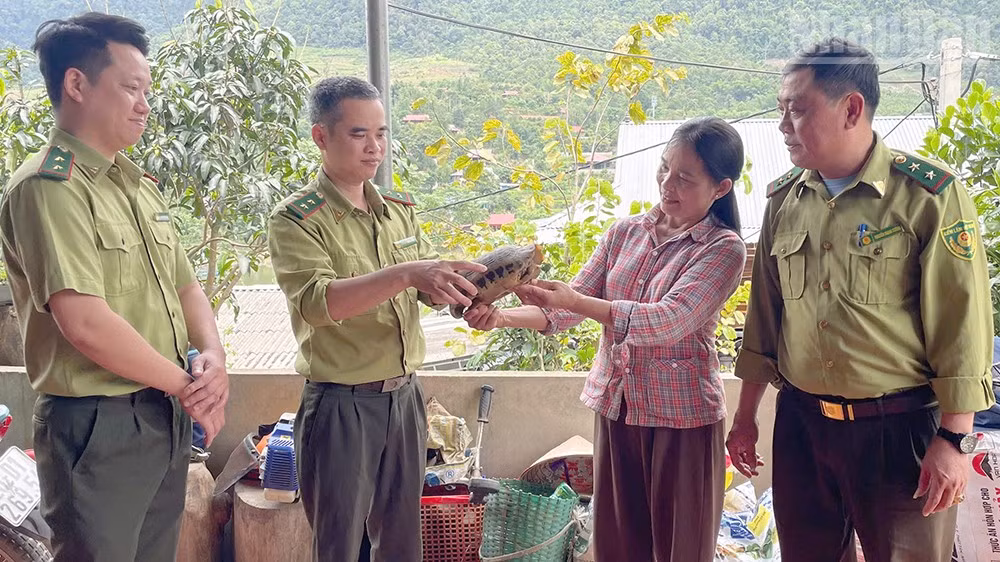 Cán bộ Hạt Kiểm lâm khu vực XV và khu rừng đặc dụng Tà Xùa tiếp nhận cá thể rùa núi vàng quý hiếm.