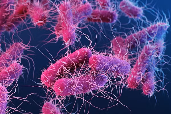 Vi khuẩn đường ruột Enterobacterales. (Ảnh: CDC)