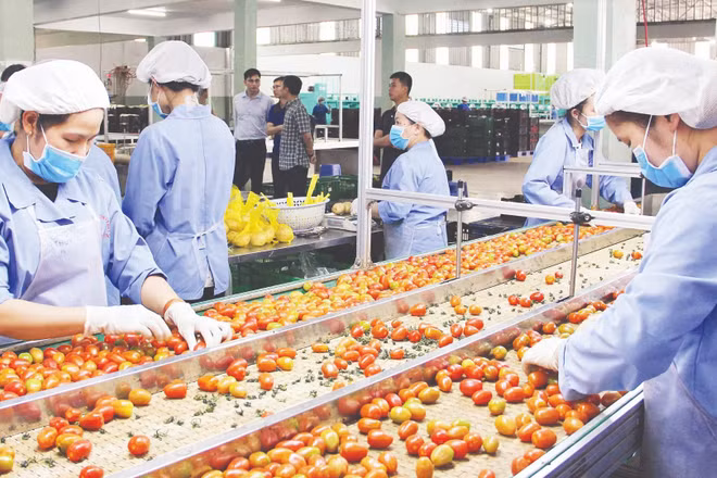 Lâm Đồng đang chuyển mạnh sang tư duy kinh tế nông nghiệp. (Trong ảnh: Sản xuất rau, củ, quả công nghệ cao tại PT Farm, xã Đức Trọng).