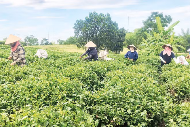 Người dân tỉnh Phú Thọ thu hoạch chè. (Ảnh: BẢO HÂN)
