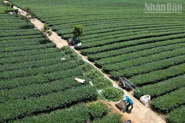 Ngày 28/5/2026, Báo Nhân Dân có bài viết “Nhiều dấu hiệu bất thường trong quản lý đất đai tại Vinatea Mộc Châu”.