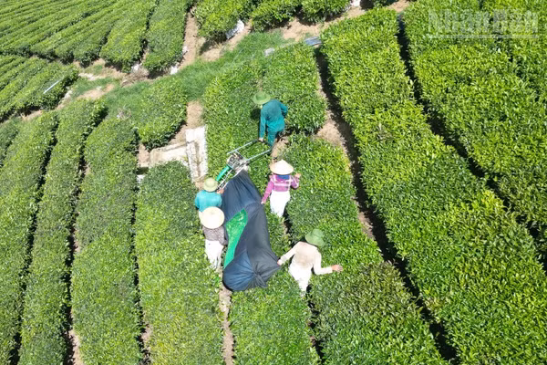 Nhiều hộ dân trồng chè phản ánh, do giá chè thu mua của Vinatea Mộc Châu thấp nên các hộ phải đổi công cắt chè cho nhau để giảm chi phí.