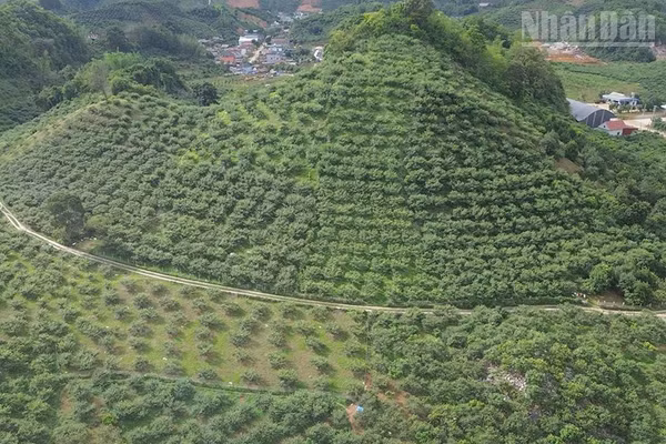 Hiện tỉnh Sơn La có 58 hợp tác xã nông nghiệp có mã số vùng trồng phục vụ xuất khẩu.