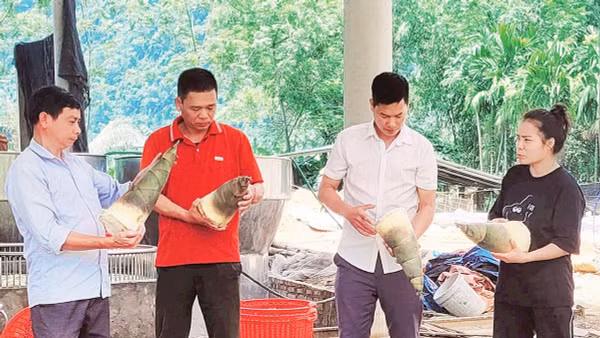 Măng mai được Hợp tác xã Nông lâm sản Lâm Phúc thu mua, chế biến. 
