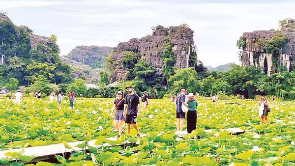 Du khách tham quan đầm sen dưới chân núi Ngọa Long, Khu du lịch Hang Múa. 