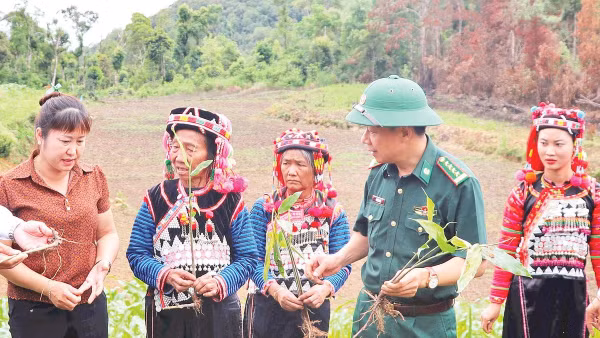 Đại diện Ban Chỉ huy Bộ đội Biên phòng tỉnh Điện Biên cùng lãnh đạo Ủy ban nhân dân xã Sín Thầu, hướng dẫn người dân bản Tả Ló San cách trồng cây sa nhân tím. 