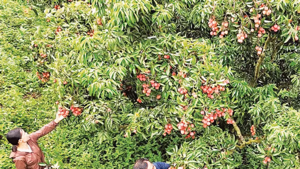 Vải thiều tại xã Tân Sơn, Bắc Ninh (Ảnh NGUYỄN HƯỞNG) 