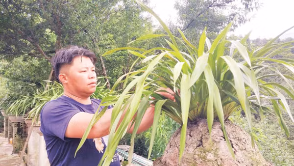Anh Lý Văn Cán chăm sóc chậu địa lan trong vườn nhà. 