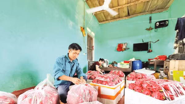 Ông Mã Anh Toàn, thôn Hét, xã Vân Nham, tỉnh Lạng Sơn đóng gói thanh long. 