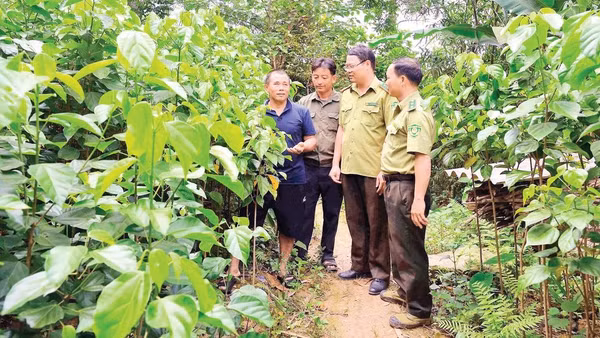 Lực lượng kiểm lâm thăm hỏi, hỗ trợ ông Bàn Văn Sinh (ngoài cùng, bên trái) trong quá trình ươm trồng, chăm sóc cây nghiến, cây trai non. 