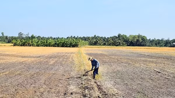Một cánh đồng khô cằn do ảnh hưởng của xâm nhập mặn. (Ảnh: Nguyễn Sự)