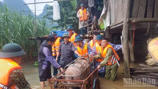 Lực lượng xã Bế Văn Đàn hỗ trợ người dân di chuyển vật nuôi đến nơi an toàn.