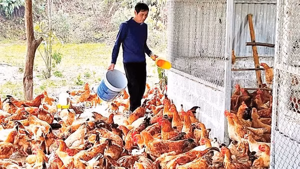 Ông Hoàng Văn Trường chăm sóc đàn gà của gia đình mình.