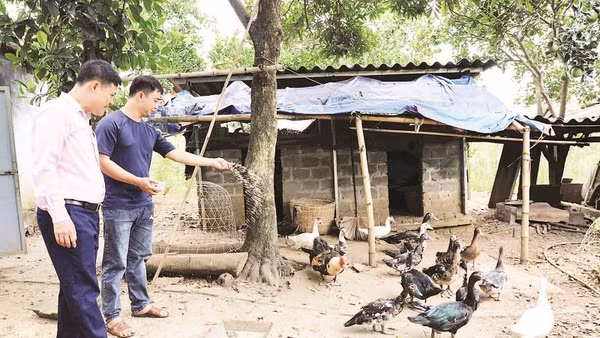 Từ nguồn vốn vay ưu đãi, anh Bùi Văn Hùng ở xã Đà Bắc đã vượt qua mặc cảm, phát triển kinh tế gia đình.