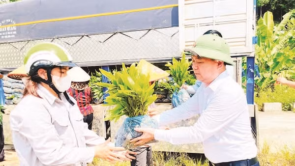 Người dân xã Nghĩa Tá nhận cây keo giống để triển khai trồng rừng. (Ảnh DUY THÁI)