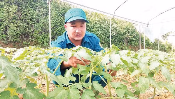Anh Nguyễn Văn Quang đang chăm sóc cây cà chua trong nhà lưới hiện đại (Ảnh THÀNH TÂM)